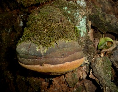 Phellinus igniarius on a dead Oak Quercus robur. photo