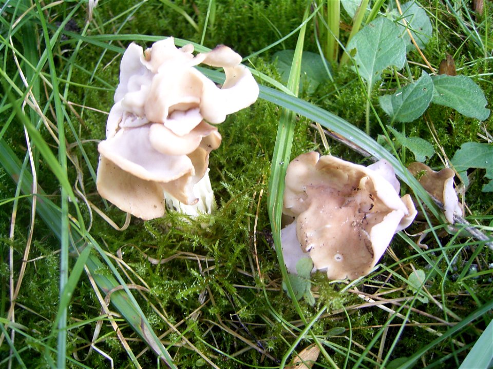 This photo shows Helvella crispa'