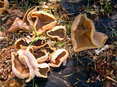 Peziza repanda, the Palamino Cup mushroom. Dean Country Park, Kilmarnock, East Ayrshire, Scotland