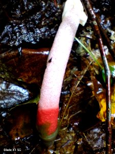 red stinkhorn (Mutinus ravenelii)