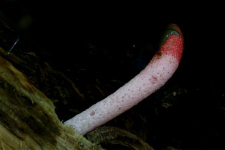 red stinkhorn (Mutinus ravenelii) photo