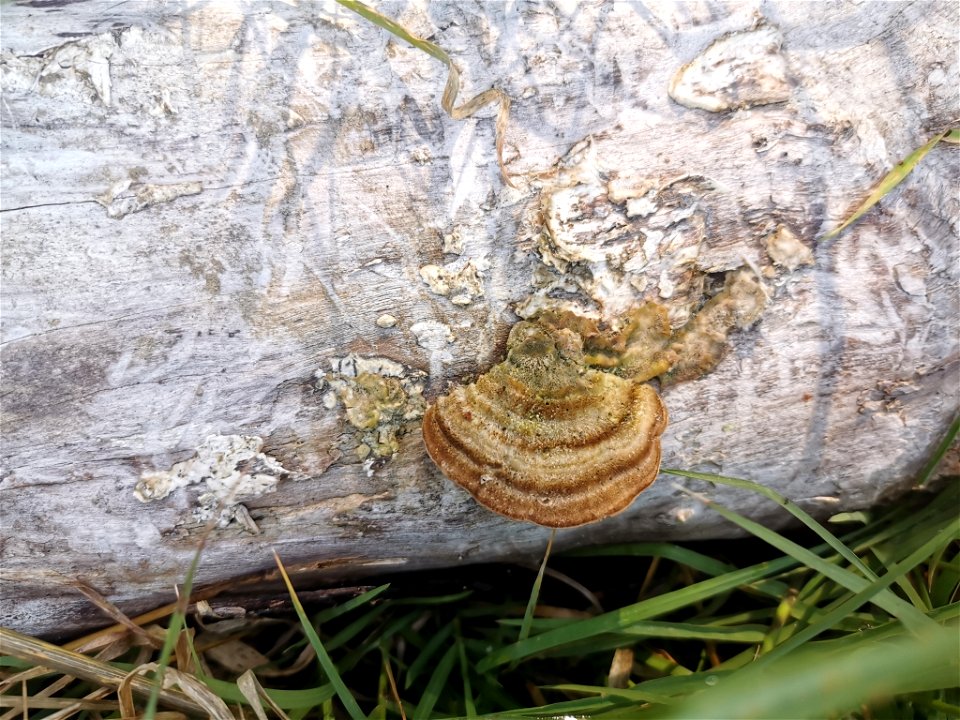 Hairy Bracket (Trametes hirsuta)