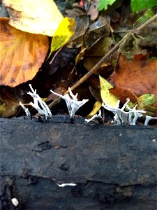Candlesnuff Fungus (Xylaria hypoxylon) photo