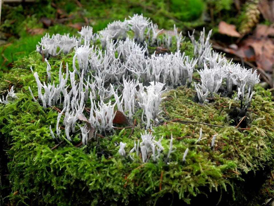 Candlesnuff Fungus (Xylaria hypoxylon)