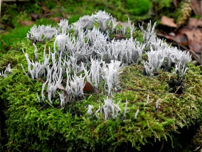 Candlesnuff Fungus (Xylaria hypoxylon)