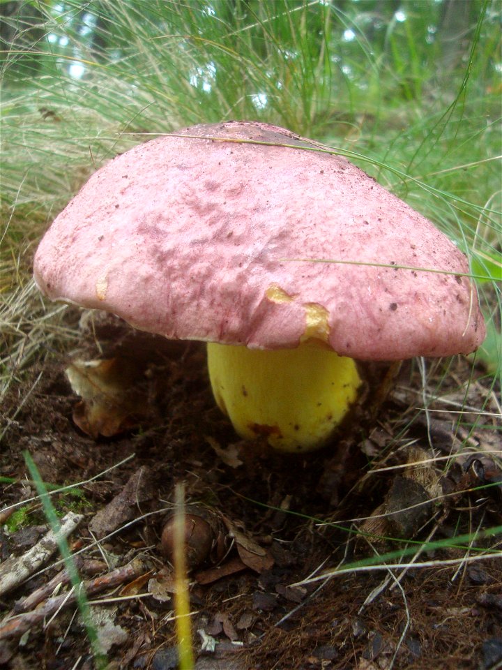 Boletus regius (hřib královský) z Podkomorských lesů, Česká republika, jižmí Morava photo