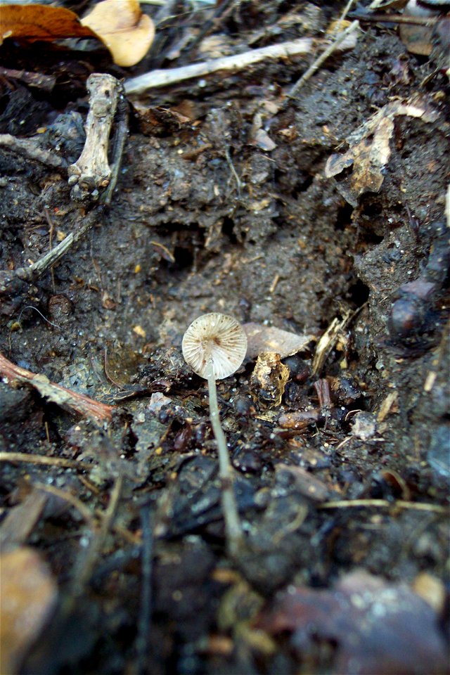 Mycena, maybe Mycena flavoalba