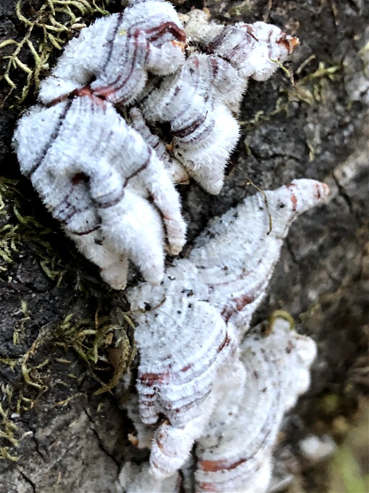 hairy curtain crust (Stereum hirsutum) photo