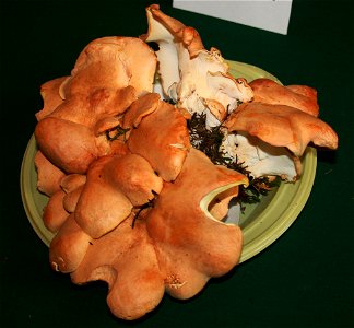 Albatrellus confluens on Prague international mushroom exhibition 2008, Czech Republic photo