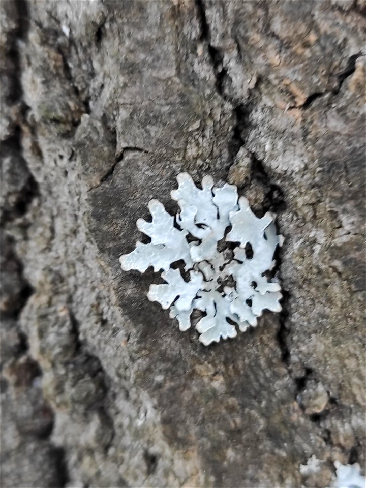 shield lichen (Parmelia sulcata)