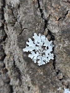 shield lichen (Parmelia sulcata) photo