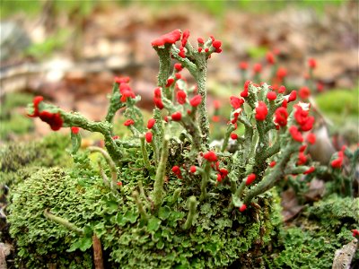 Cladonia cristatella (British Soldier), found in the woods of Rindge, NH. photo