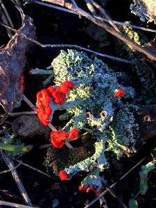 British soldier lichen (Cladonia cristatella) photo