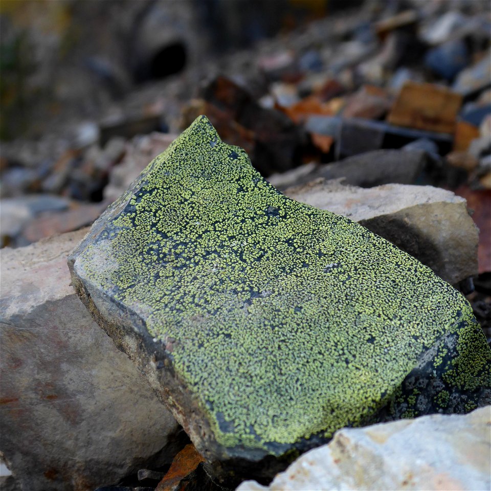 Landkartenflechte (Rhizocarpon geographicum) auf Gesteinsschutt im ehemaligen Tagebau Mina in Marsberg im östlichen Sauerland. Die Gesteine am Fuß dieser geschütteten Halde waren vielfach mit Malachit