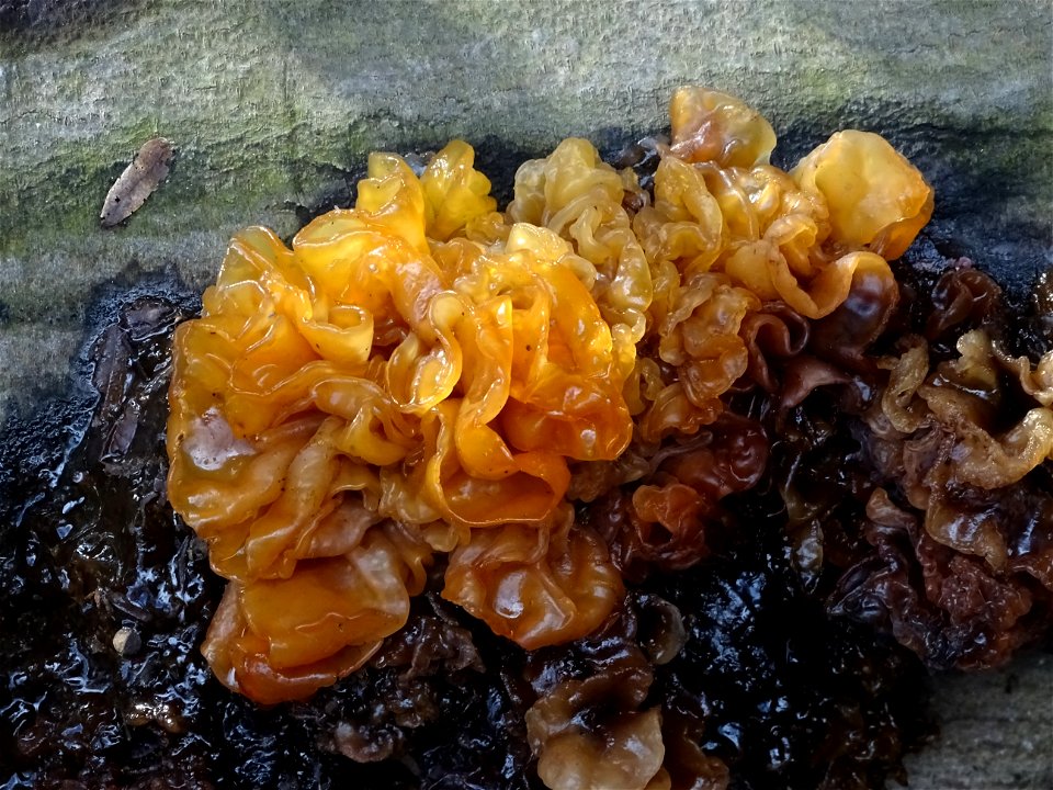 Picture of Phaeotremella foliacea