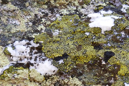 yellow map lichen (Rhizocarpon geographicum) photo