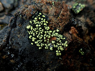 yellow map lichen (Rhizocarpon geographicum) photo