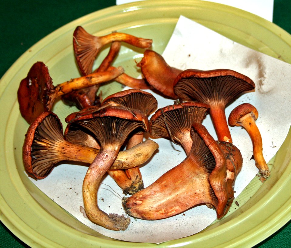 Chroogomphus rutilus Chroogomphus rutilus on Prague international mushroom exhibition 2008, Czech Republic