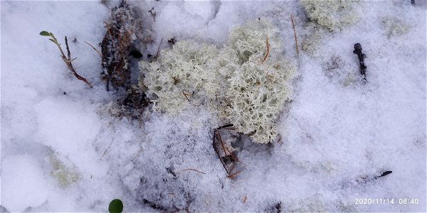 Reindeer Lichen (Cladonia portentosa) photo