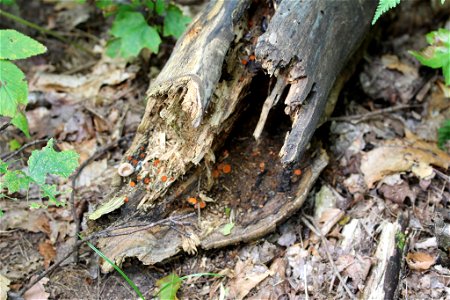 Scutellinia scutellata photo