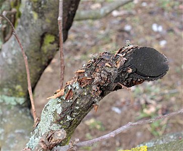 Nektriová rakovina je houbová choroba dřevin způsobená houbou hlívenka buková Nectria galligena (Neonectria galligena), Brno-Komín photo