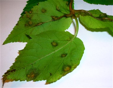 Protomyces macrosporus gall as seen on the lower surface of Aegopodium podagraria. Spier's, Beith, Ayrshire, Scotland. photo