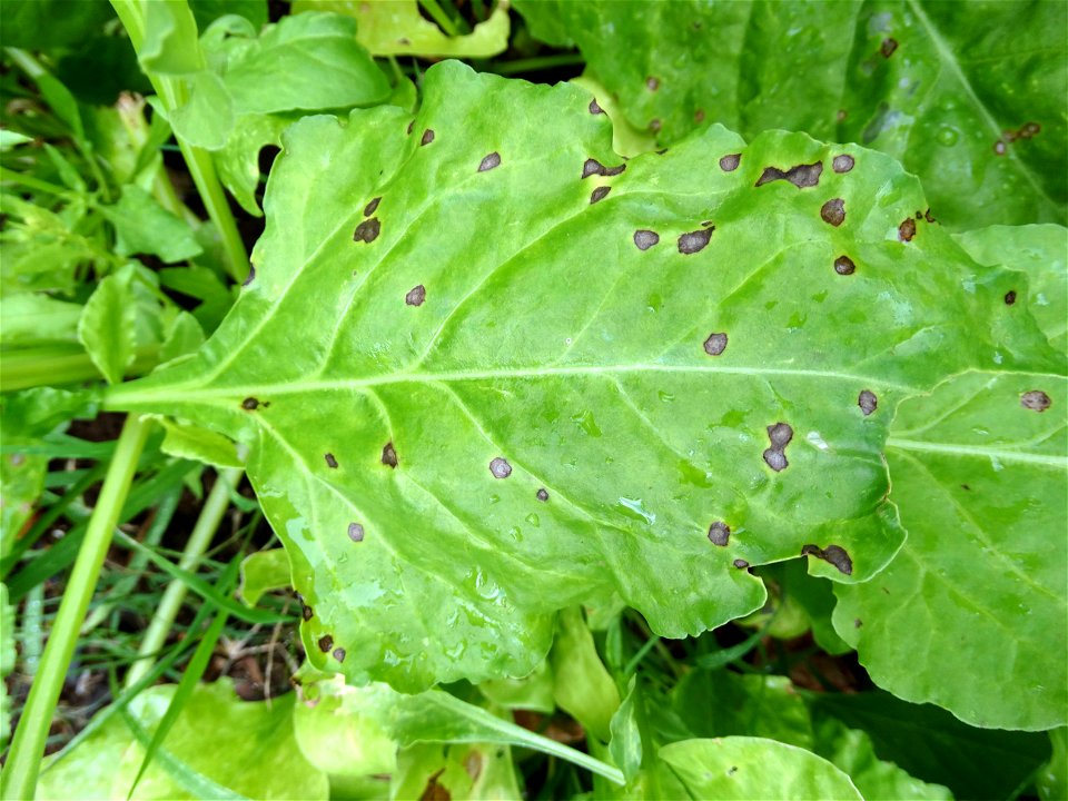 Pathogen: Cercospora beticola photo