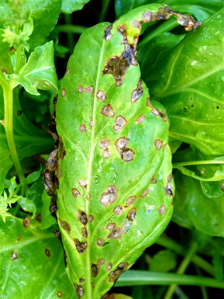 Pathogen: Cercospora beticola