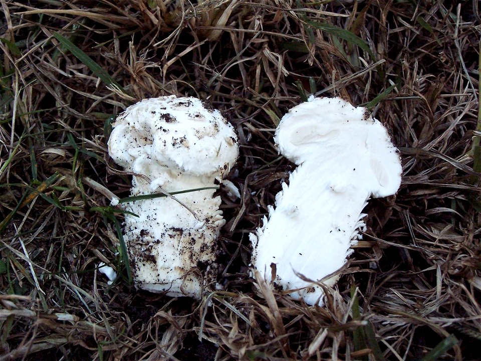 Amanita vittadini photo