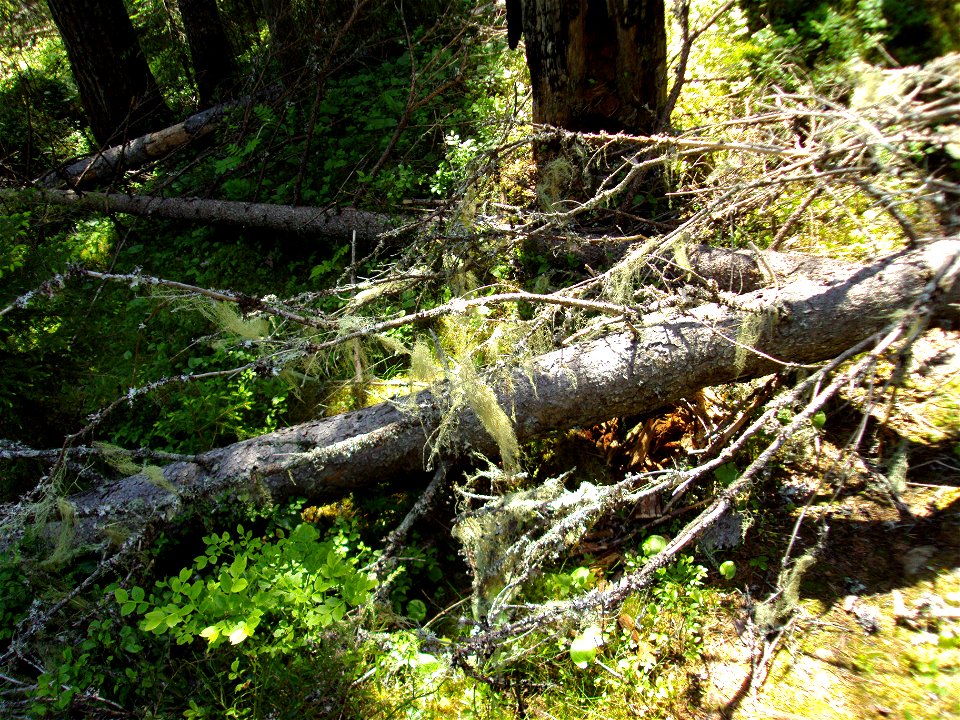 Nature reserve: Vällingsjö urskog, Municipality of Sollefteå, Sweden
