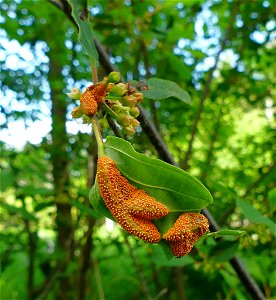 Crown Rust (Puccinia coronata) photo