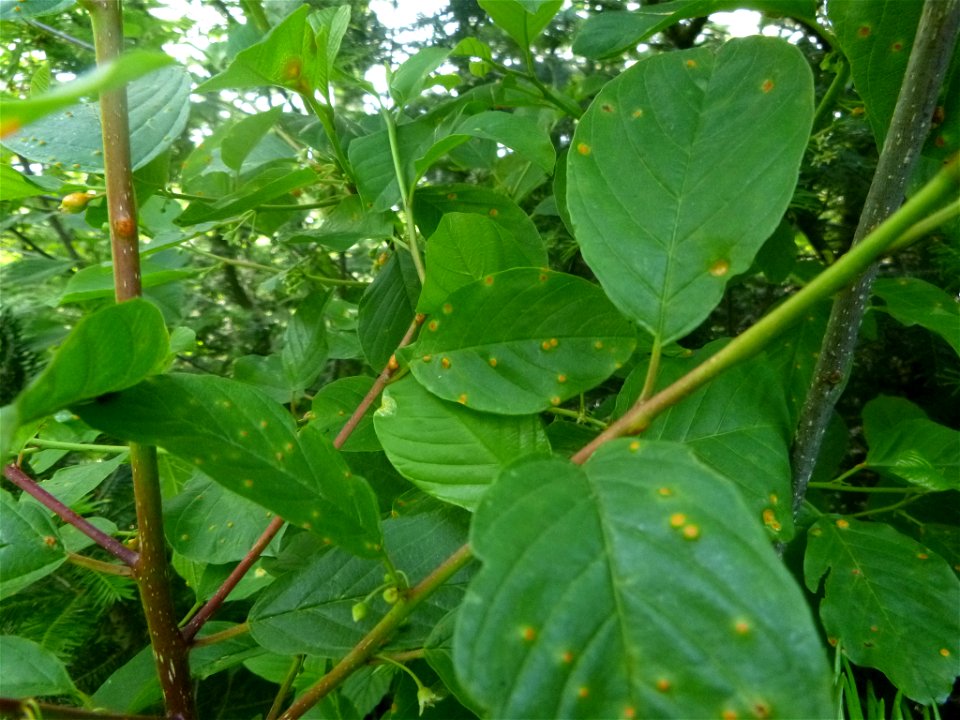 Crown Rust (Puccinia coronata) photo