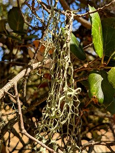 lace lichen (Ramalina menziesii)