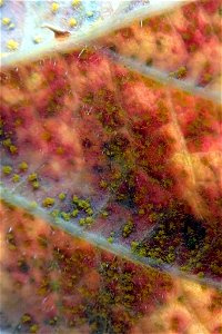 Rubus rust (Phragmidium violaceum)