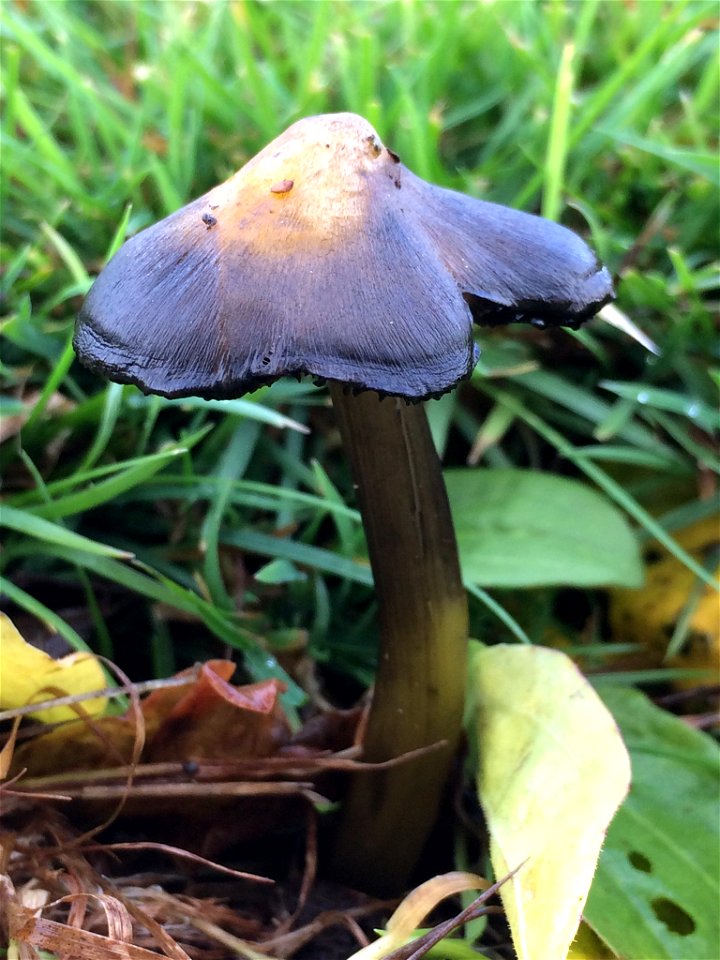 Western Witch's Hat (Hygrocybe singeri) photo