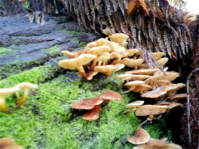 Honey mushroom (Armillaria novae-zelandiae)