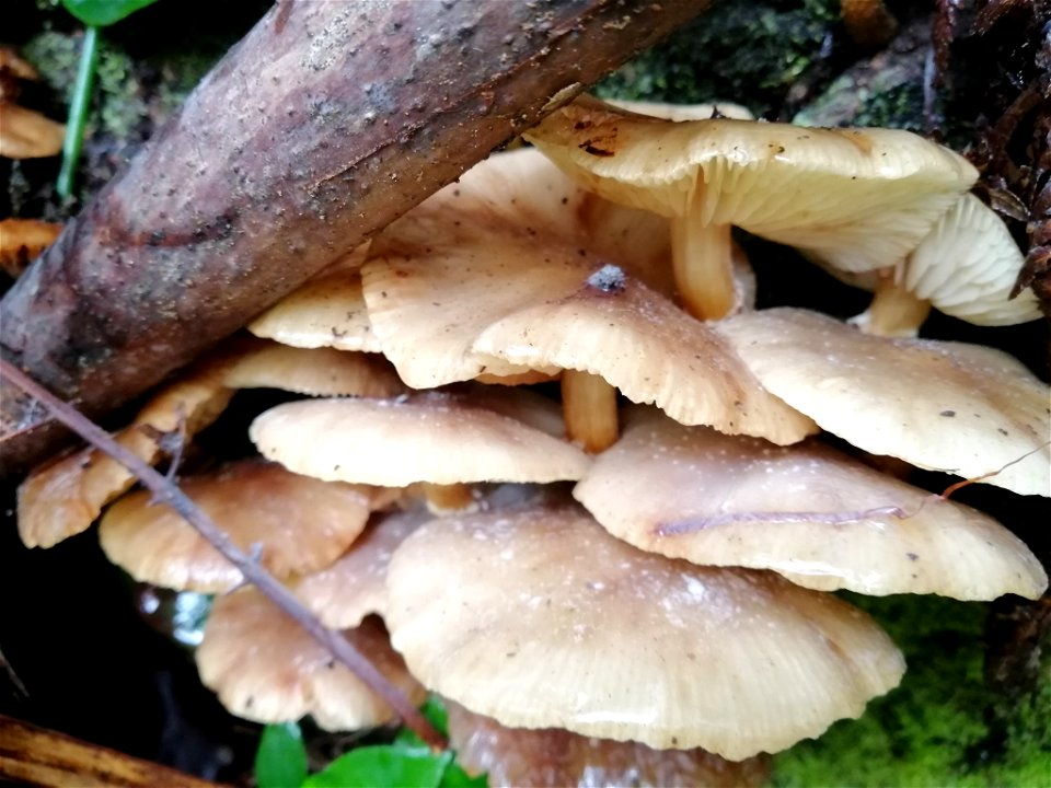 Honey mushroom (Armillaria novae-zelandiae)