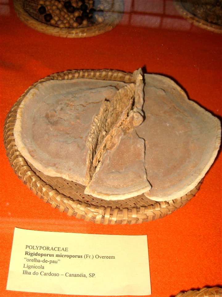 Rigidoporus microporus specimen in the Museu Botânico Dr. João Barbosa Rodrigues, Jardim Botânico de São Paulo, São Paulo City, SP, Brazil.