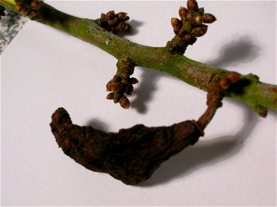Pocket Plum gall on Sloe or Blackthorn (Prunus spinosa). Taphrina pruni is the fungal gall inducer. photo