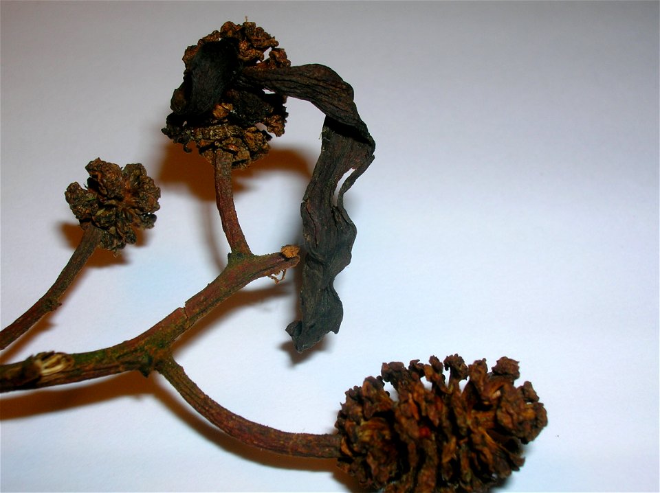 The Alder Tongue Gall (Taphrina alni) on Alder (Alnus glutinosa). Appearance of the languet in winter.
