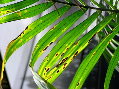 Flickr description

Bipolaris leaf blight of Kentia palm (Howea forsteriana) caused by Bipolaris incurvata.