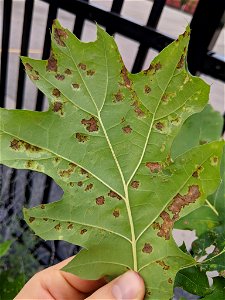 Oak Leaf Blister (Taphrina caerulescens) photo