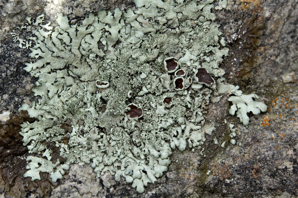 Xanthoparmelia conspersa