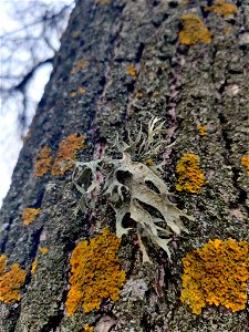 Cartilage Lichen (Ramalina fraxinea) photo