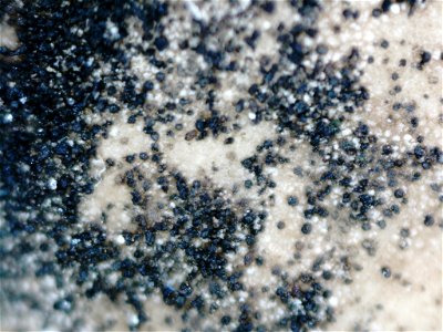 Leather Lichen (Dermatocarpon miniatum)