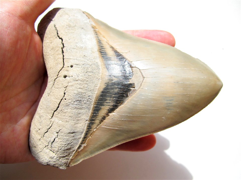Tooth is 5.4 inches long, 4.4 inches wide. Excavated from Lee Creek Mine, Aurora, North Carolina, USA.