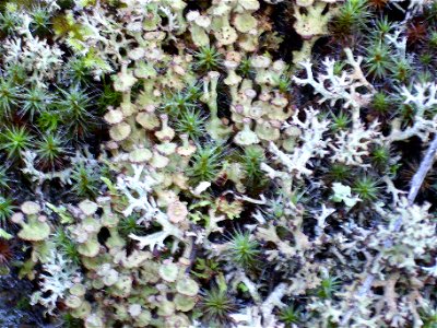 Lichen Cladonia cervicornis subsp. verticillata close up, in Sierra Madrona, Spain