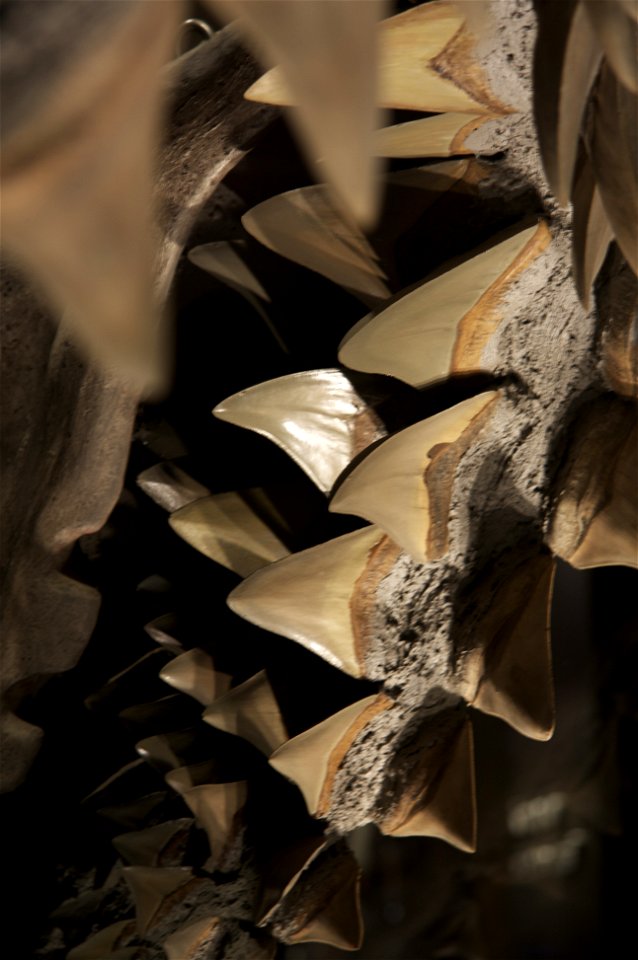 Close up of Megalodon teeth.