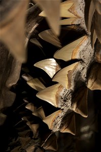 Close up of Megalodon teeth.