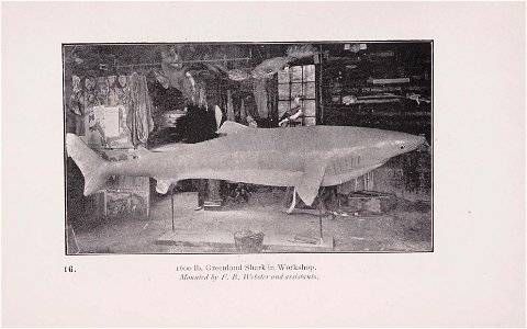 Plate 16. 1600 lb Greenland shark in workshop. Mounted by F. B. Webster and assistants photo